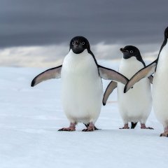 Penguinswings